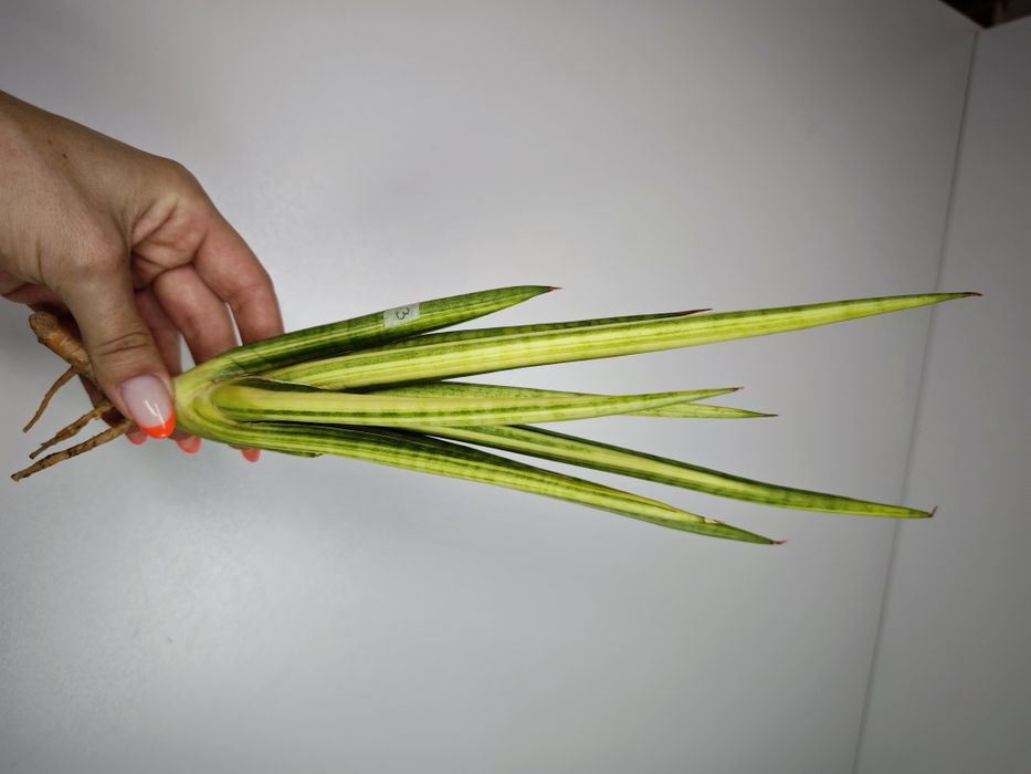 Sansevieria Royal Crown var