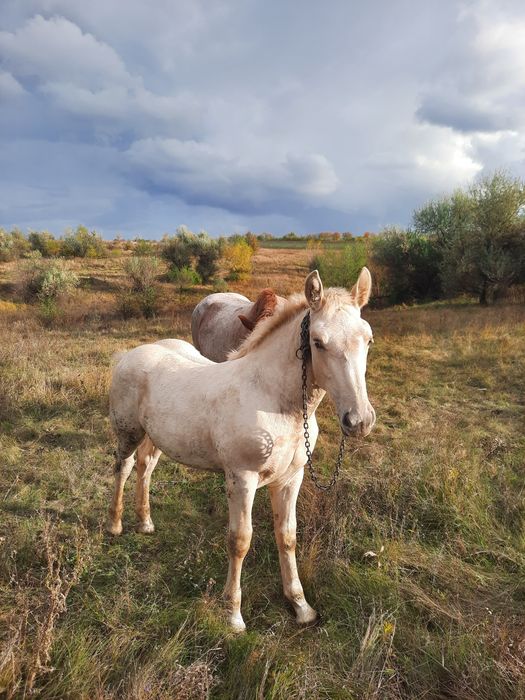 Продається молодий кінь
