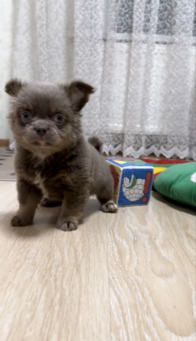 Ліловий хлопчик. Стандарт.