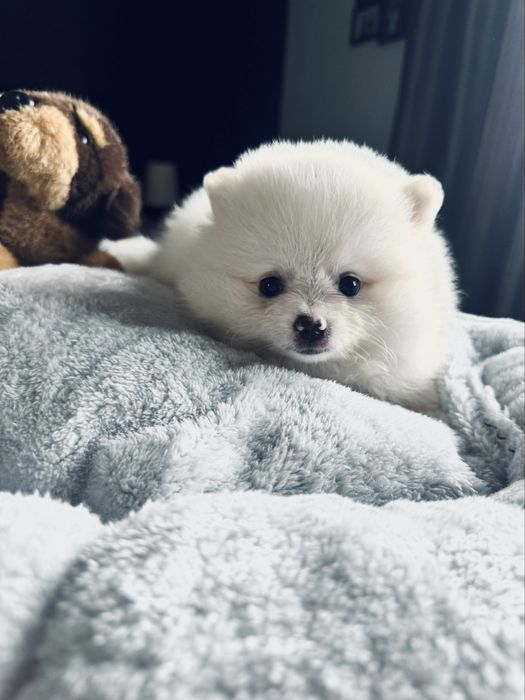 **Nachos**Szpic miniaturowy, pomeranian, malutki piesek
