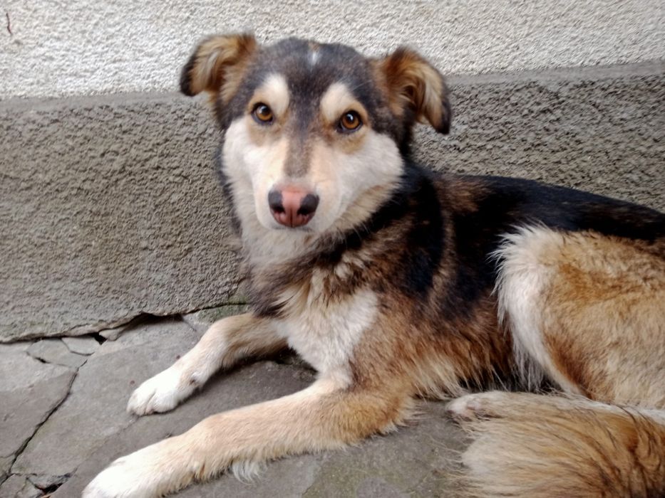 Безкоштовно віддам собаку