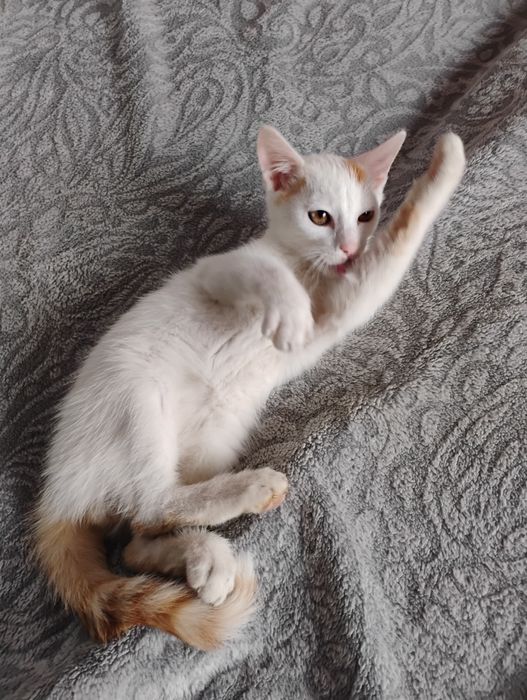 Oddam kotka w dobre ręce