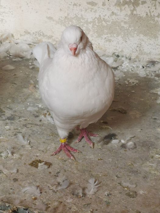 Pombos da raça King