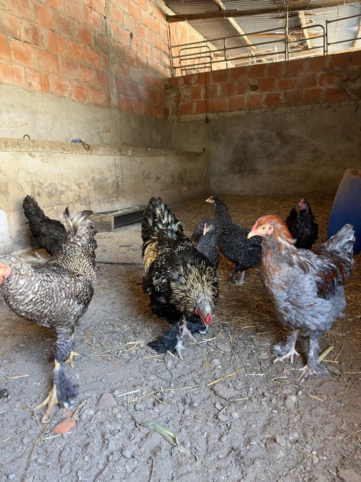 Galos e galinhas cruzados