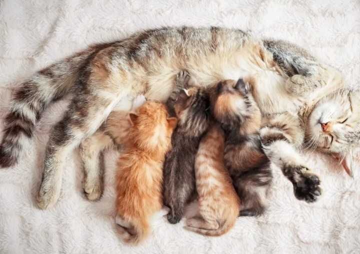 Gatinhos machos e fêmeas