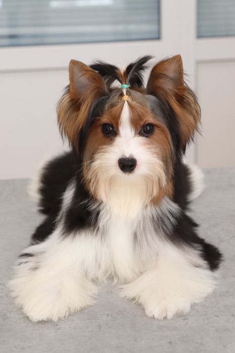 Цуценя підрощенне хлопчик бівер йорк з документами КСУ