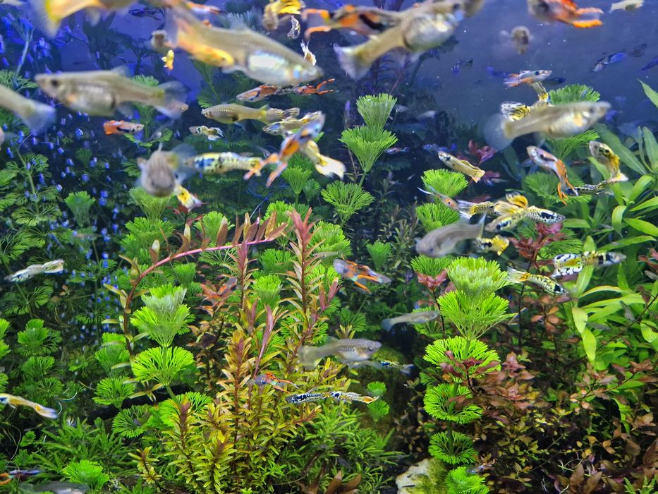 PROMOCJA Gupiki Endlera samce i samice własna hodowla ryby akwariowe