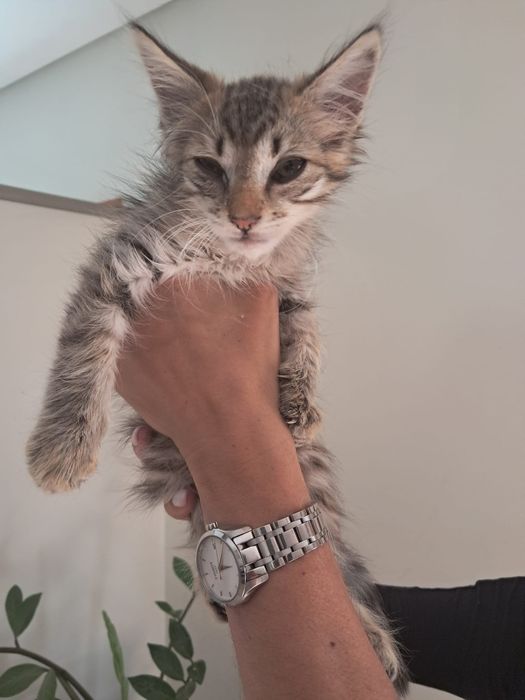 Gatinho tigrado peludinho