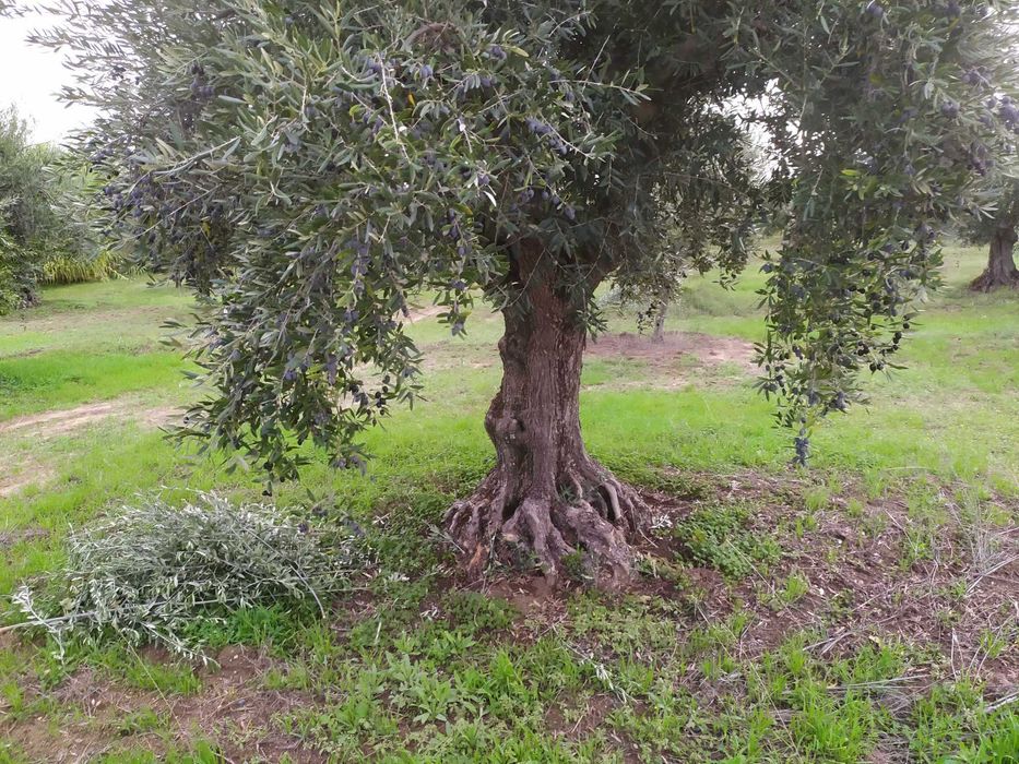 Oliveiras centenárias para venda