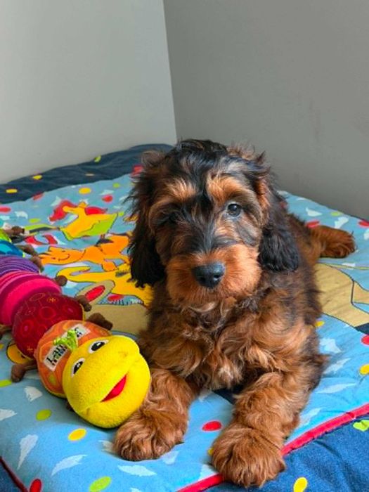 Cockapoo F1/Cocker spaniel /pudel miniatura -Piesek