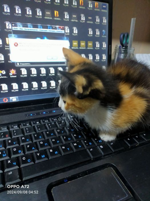 Віддам кошеня в добрі руки.Дівчинка.