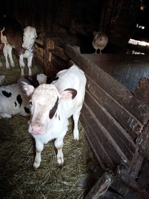 Продам двох теличьок