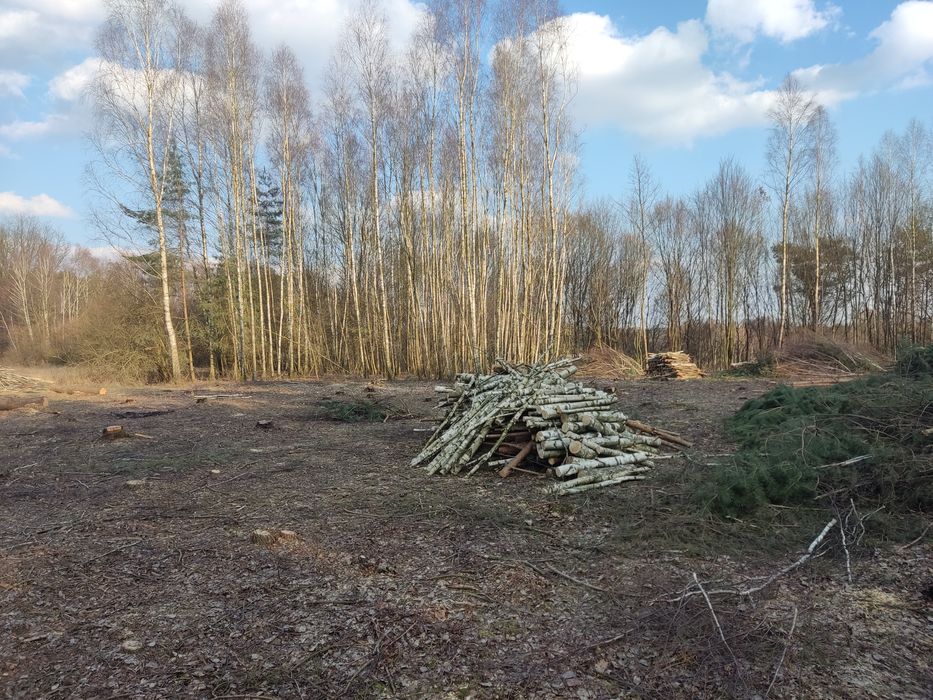 Sprzedam drzewo, drewno kominkowe