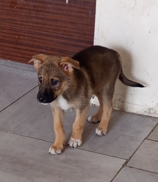 Віддаю у добрі руки