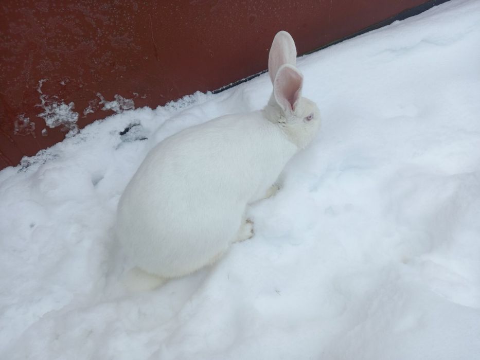 Продам кролі.