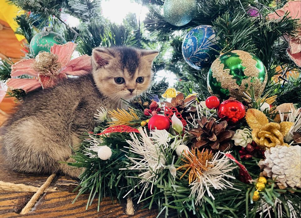 Розкішна шотландська дівчинка золота шиншила