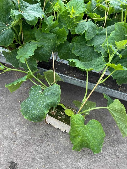 Rozsada ogórka MadMax