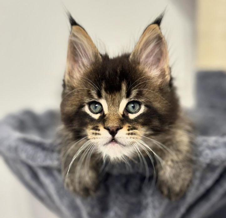 Продам котят мейнкун