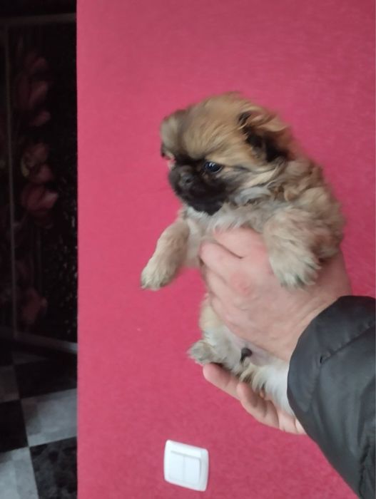 Продам цуценят Пекінесиків