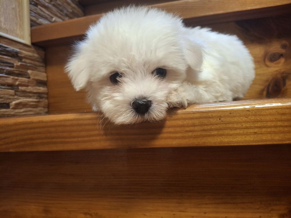 Кукольные девочки Мальтезе.