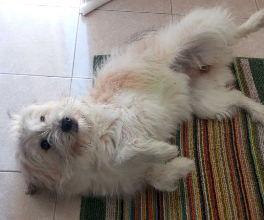 Cadela para adoção – 6 meses