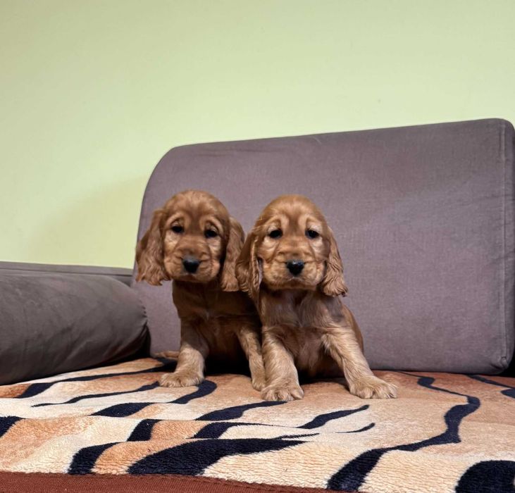 Cocker Spaniel angielski SUCZKA