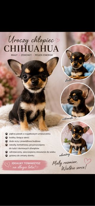 Chihuaha xxs chlopczyk  do odbioru