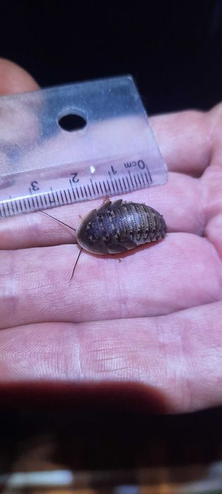 Таракан аргентинский