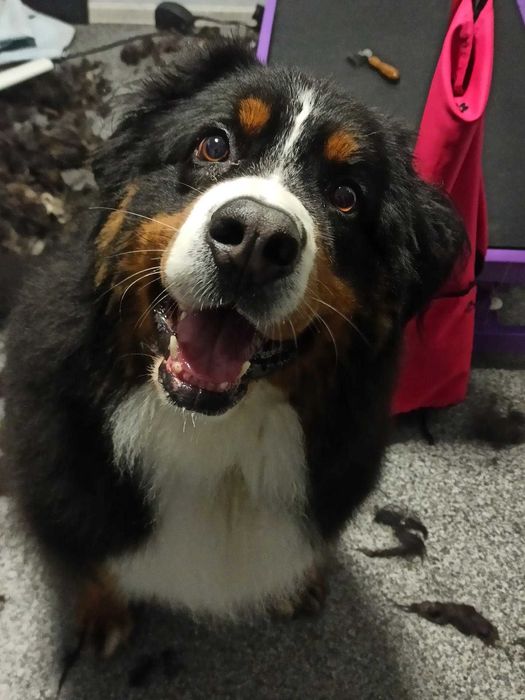 Profesjonalne zabiegi pielęgnacyjne dla wszystkich psów