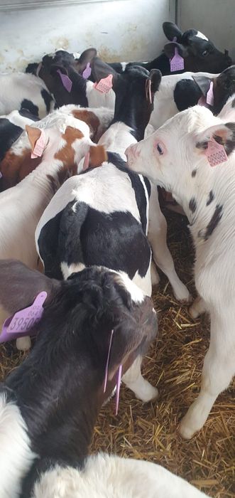 Byczki mięsne I mieszanki duży