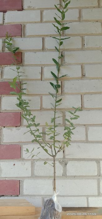 Японская ива Хакуро Нишики, кучерявая Матсудана.