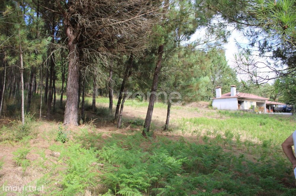 Terreno com pinhal e e mato a 15 minutos de Viseu