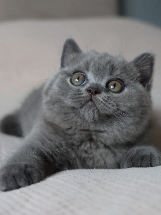 Шотландский котёнок мальчик