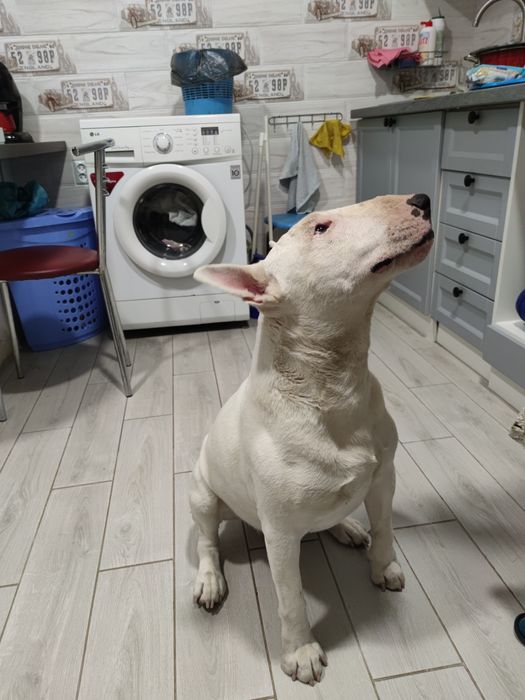 В'язка Бультерьер,бультерєр, Bull terrier