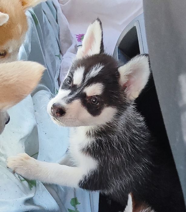 Хаскі хаскі цуценята