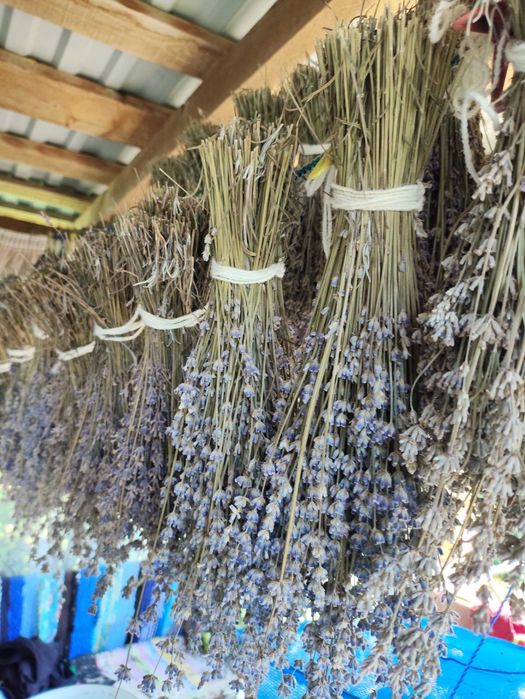Лаванда суха,квіти лаванди