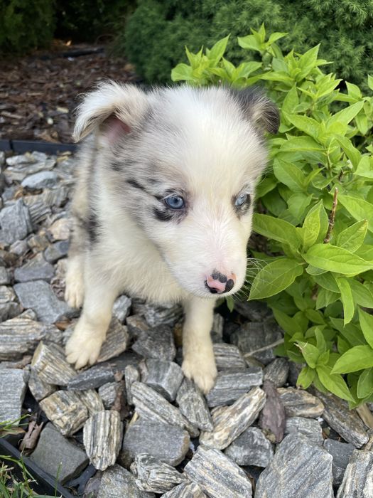Pies blue merle border collie