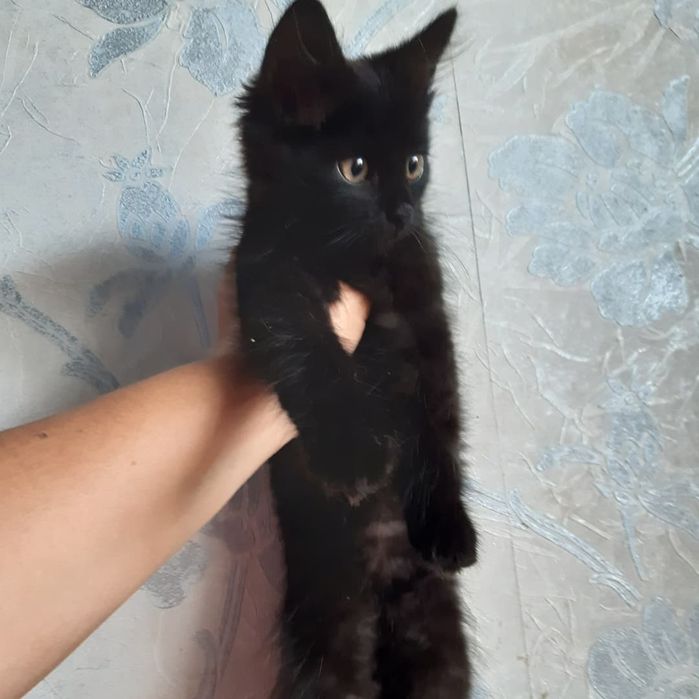 Подарую гарненьких кошенят