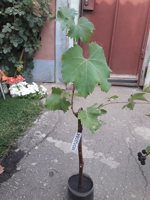 Саженцы винограда