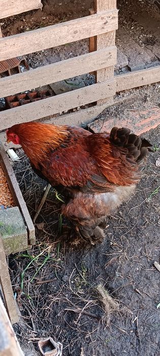 Galos brahamas e Ovos