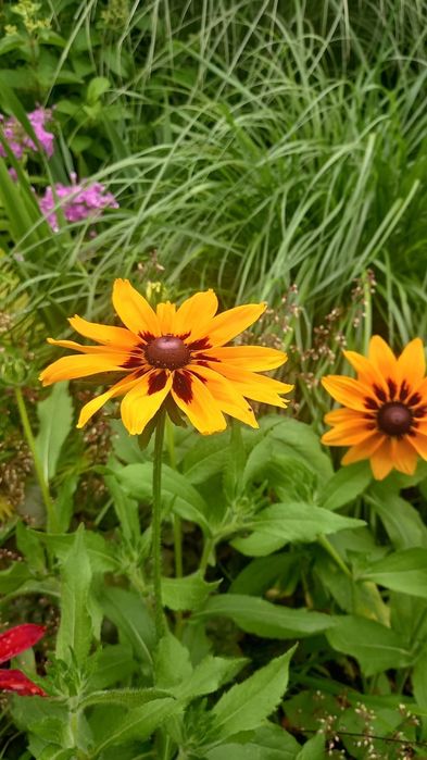 Sadzonki Rudbeki