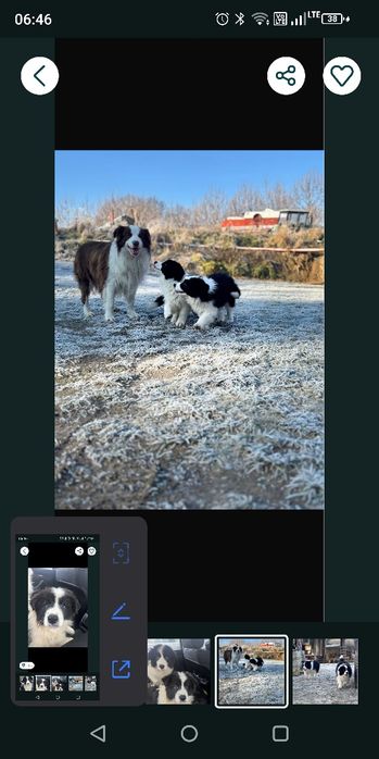 Border Collie szczenię