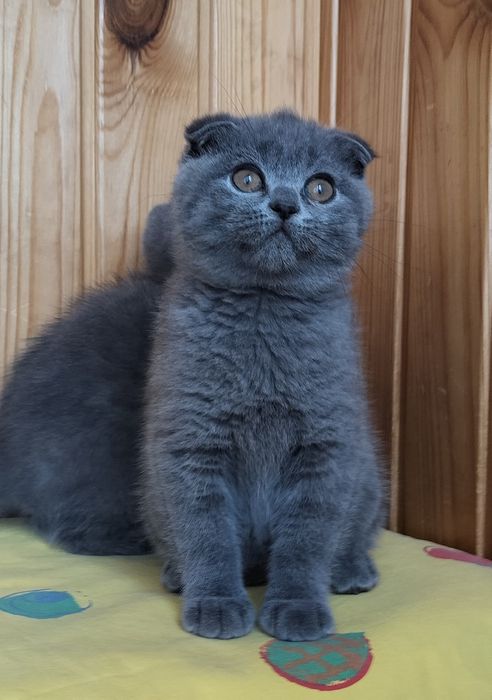 Новорічні подаруночки -дівчатка фолдочки