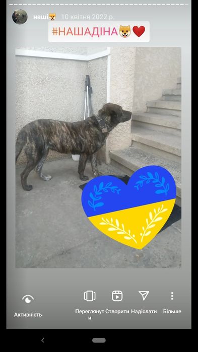 Срочно!!! В добрі руки