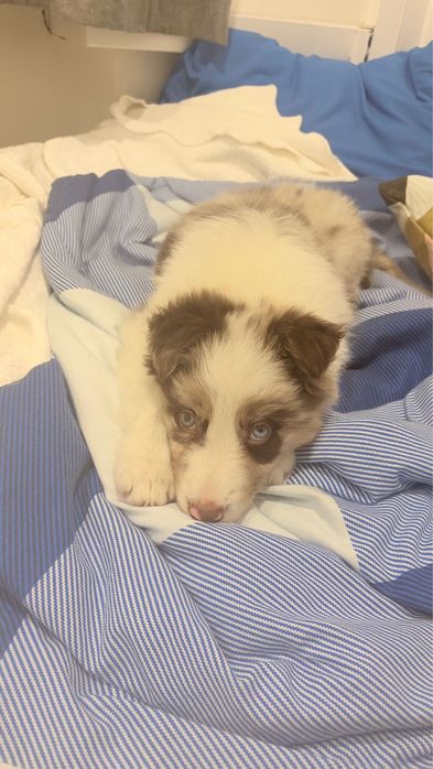 Excelente Menino border collie choco merle