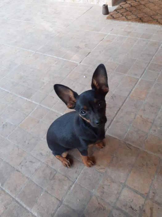 Pinczer miniatura