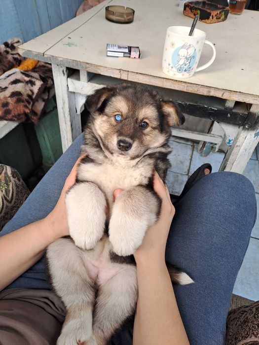 Собака, дівчинка, 2 місяці, віддамо у добрі руки