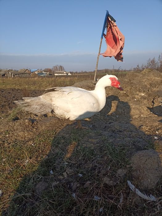 Продам індокачора шипуни