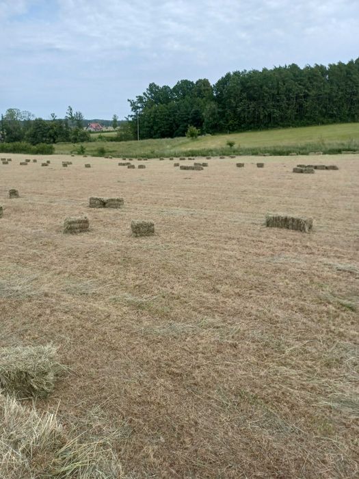 Siano Kostka w kostkach