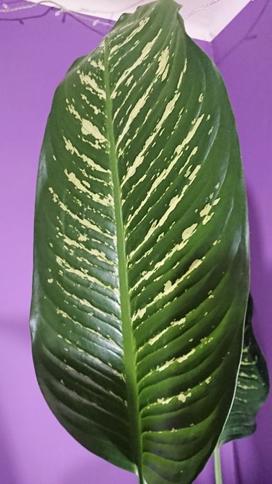 Діфенбахія вазон, кімнатна рослина